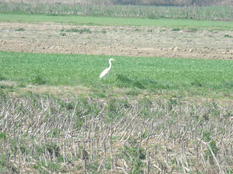 Airone bianco maggiore (?) dalla Maremma.